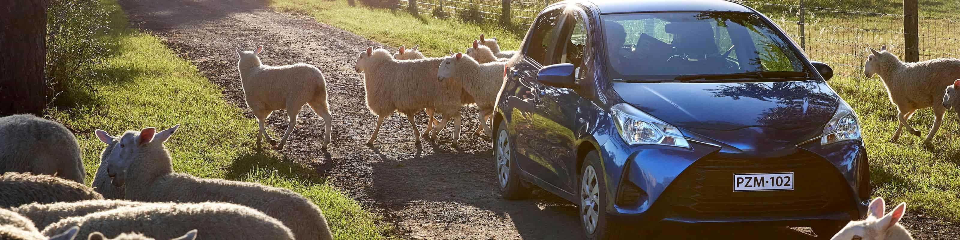 blue hatch driving down rural dirt road while sheep are crossing